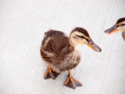 [A duckling walking on white concrete toward the camera. All yellow down on the face has been replaced with beige-brown down. Its orange and brown feet are clearly visible against the concrete. Its body is a mixture of brown down and brown and black-striped feathers. Its bill is a misture of brown and orange.]